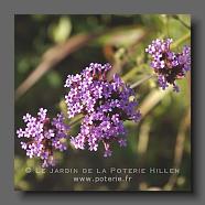 Verbena bonariensis (le jardin de la poterie Hillen) www.poterie.fr